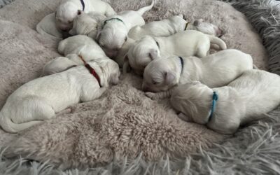 Die Welpen vom B-Wurf sind da!
